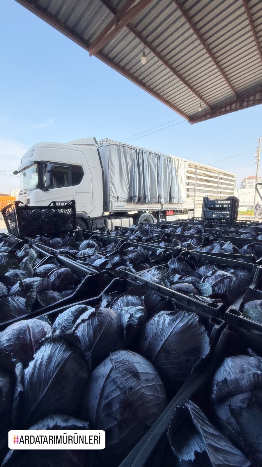 Kırmızı lahana sevkiyatı